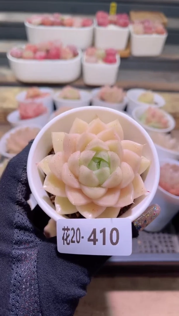 【闪购商品】20-410麦秆