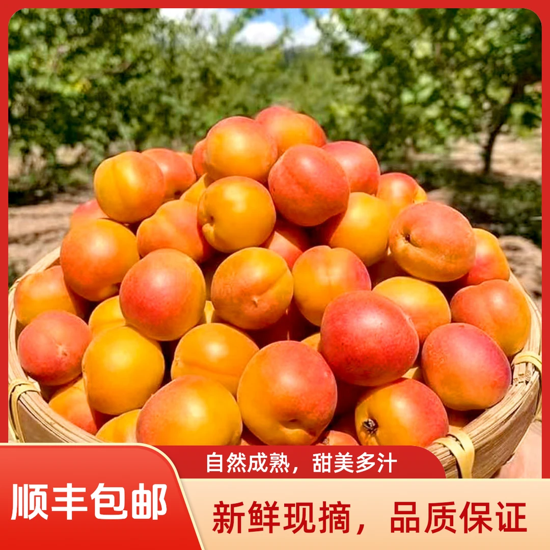 【顺丰包邮】新疆小红杏吊干杏新鲜水果应季水果甜润多汁孕妇水果