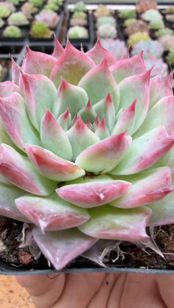 东云多肉园二店-153