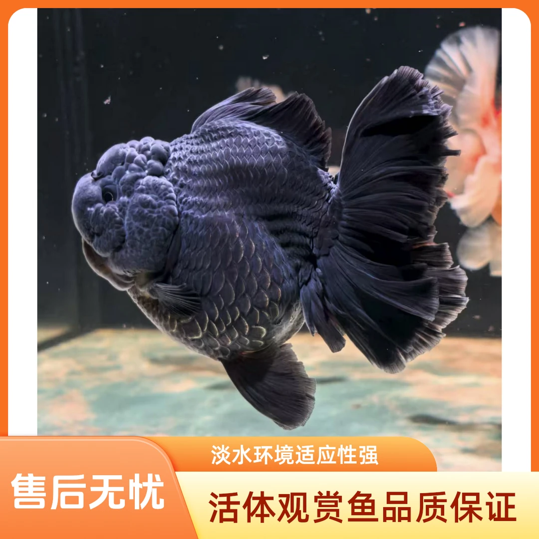 精品百褶将军体泰狮冷水活体观赏鱼（无完整开箱视频无售后）