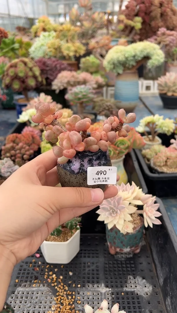 默490           不带盆