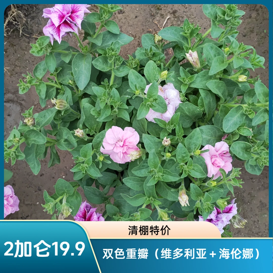 清棚 复色重瓣矮牵牛花2加仑大盆地栽庭院阳台花卉开花机器易爆盆