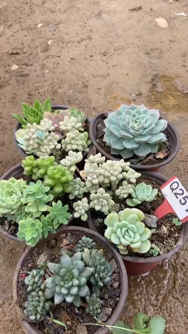 Q251多肉组合默认脱土发货