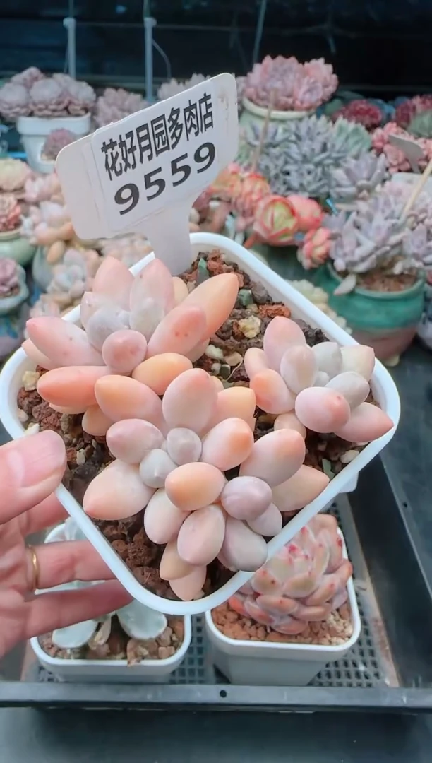 【闪购商品】9559.