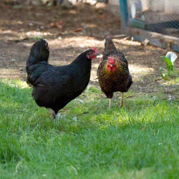 2只老母鸡-湖北正宗散养土鸡草鸡 黑脚土鸡  净重2斤  顺丰冷链