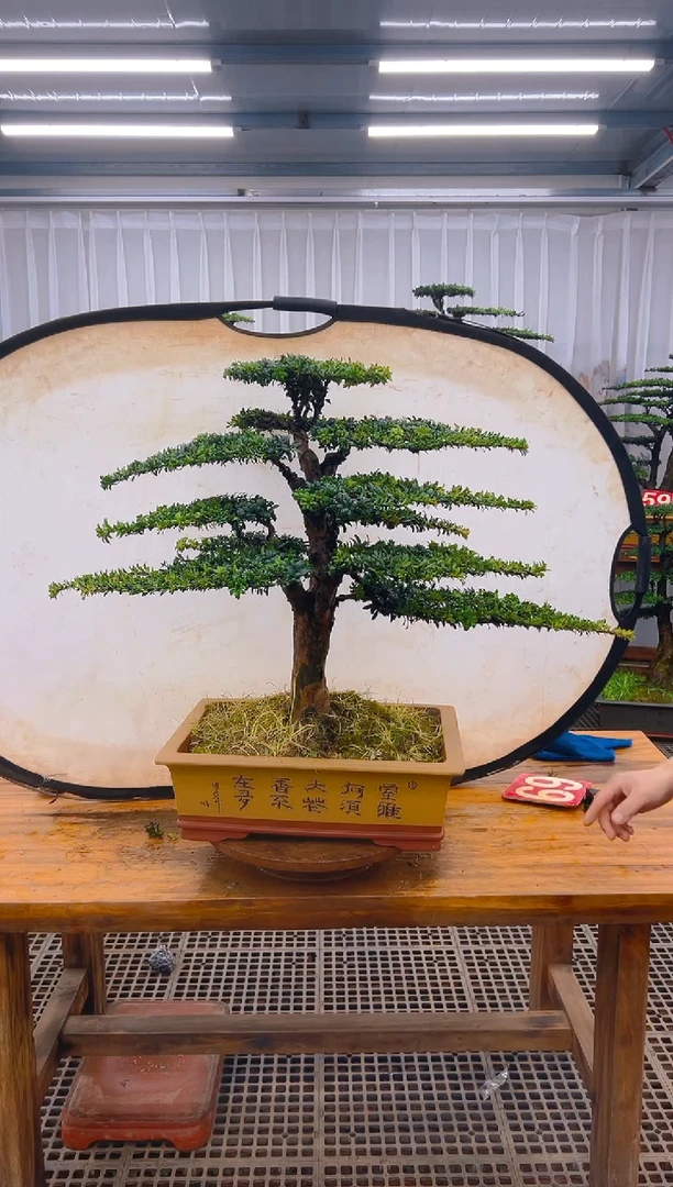 【闪购商品】紫砂精品盆景直播间一物一拍