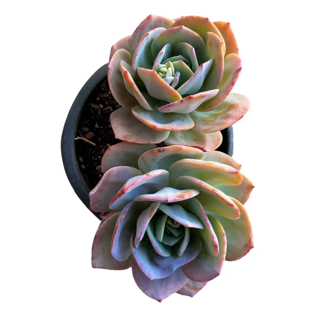 230杯多头血凤多肉植物精选发货种植售后基地优选自产自销