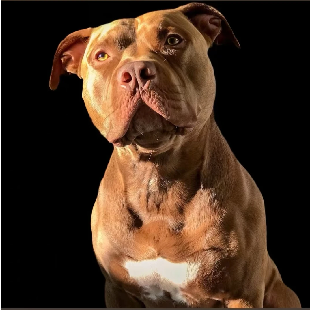 （腾达犬舍家）T比特犬狗狗活体