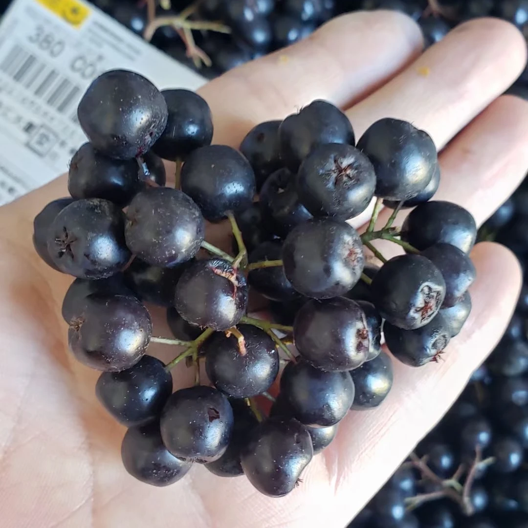 长白山野生黑果花楸学名黑果腺肋花楸又名野樱莓不老梅1000克野莓