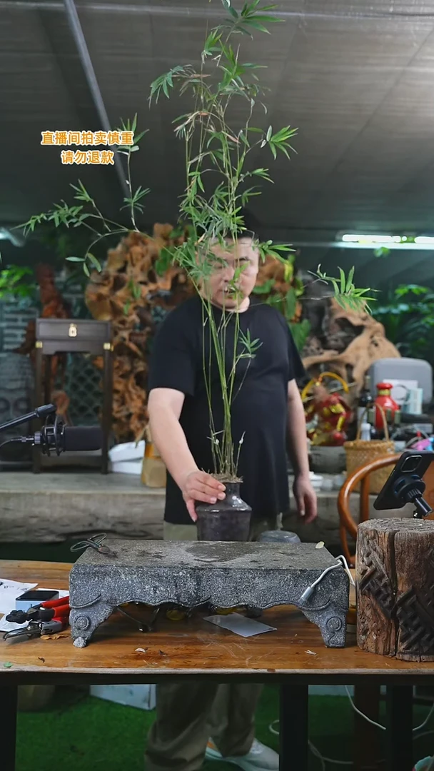 当前无花栽培后可以开花311唐竹+