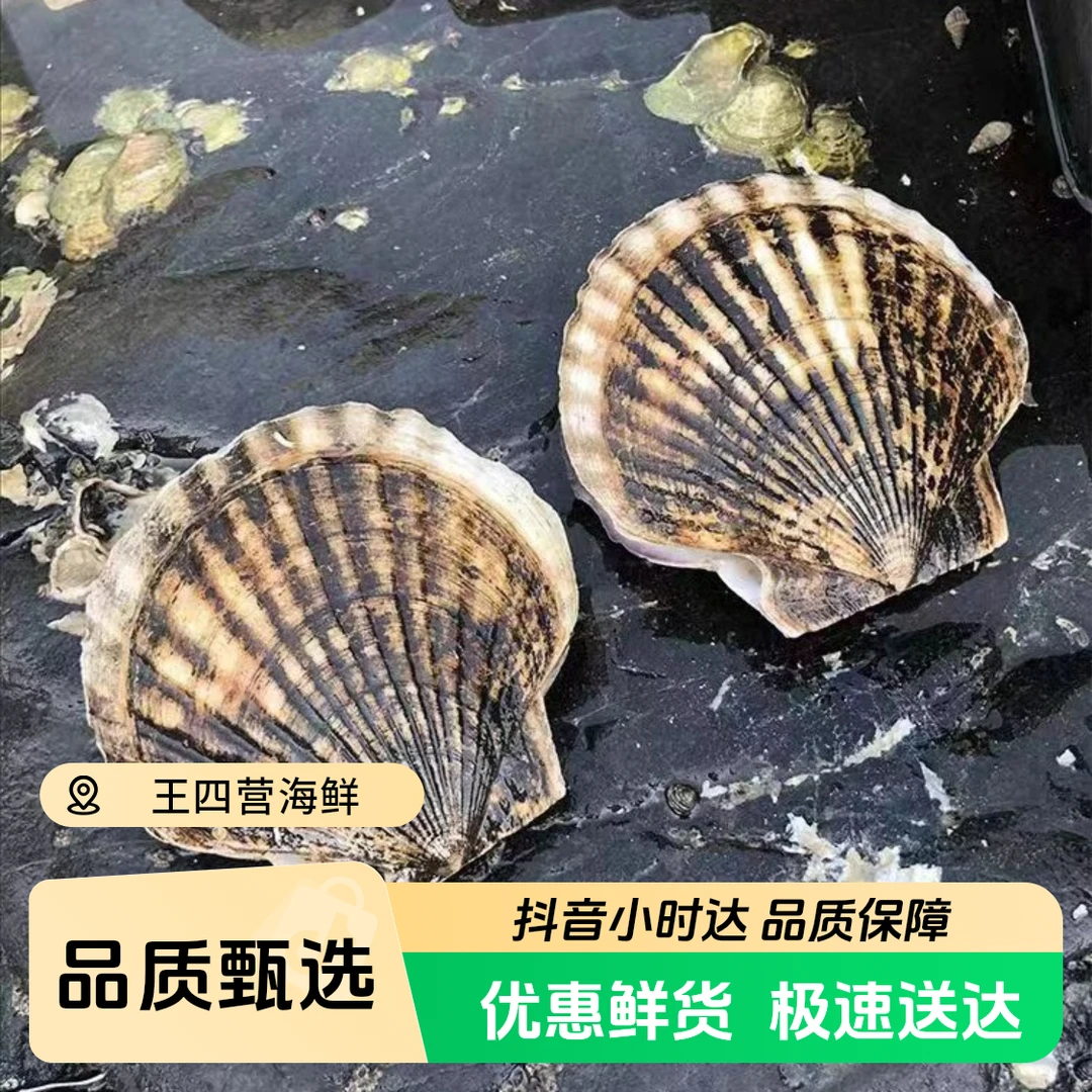 【鲜活】新鲜大连扇贝/个