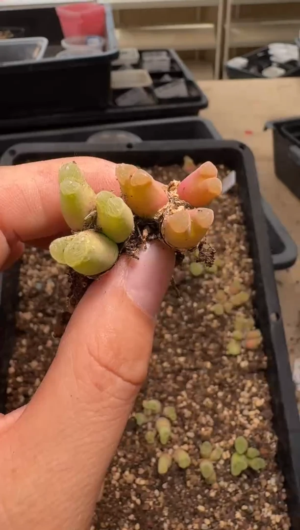 美丽的肉石头25-161