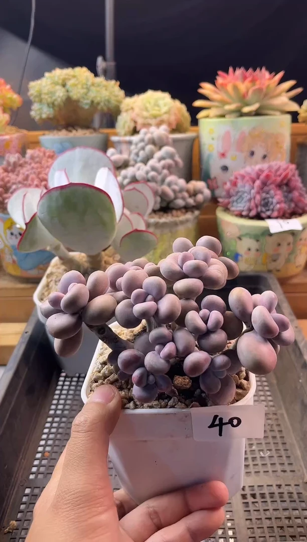 8.30-40腰子蛋11111111111111111