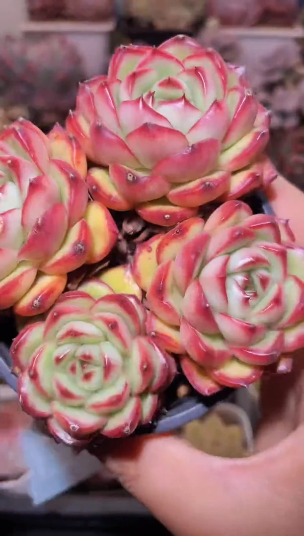 【闪购商品】466万宝龙