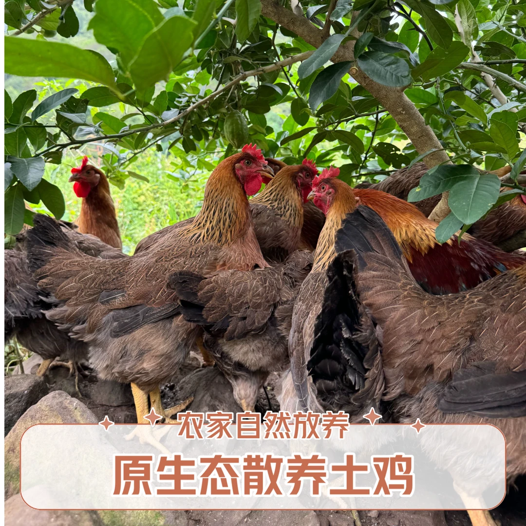 3个  散养300天老麻鸡  包邮