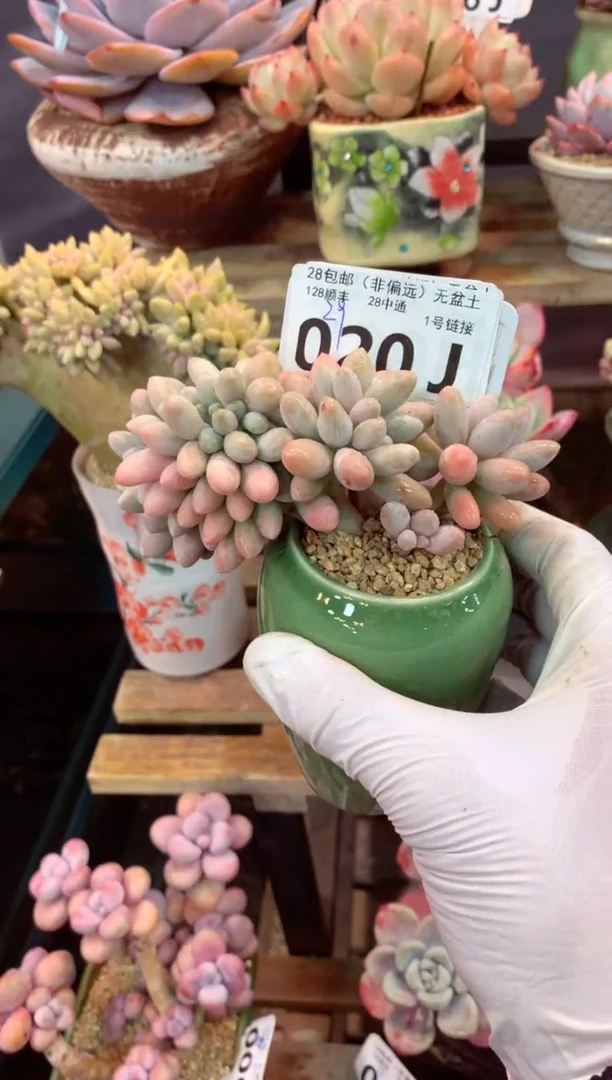 020J（一物一拍，精品多肉，w所见即所得 ）