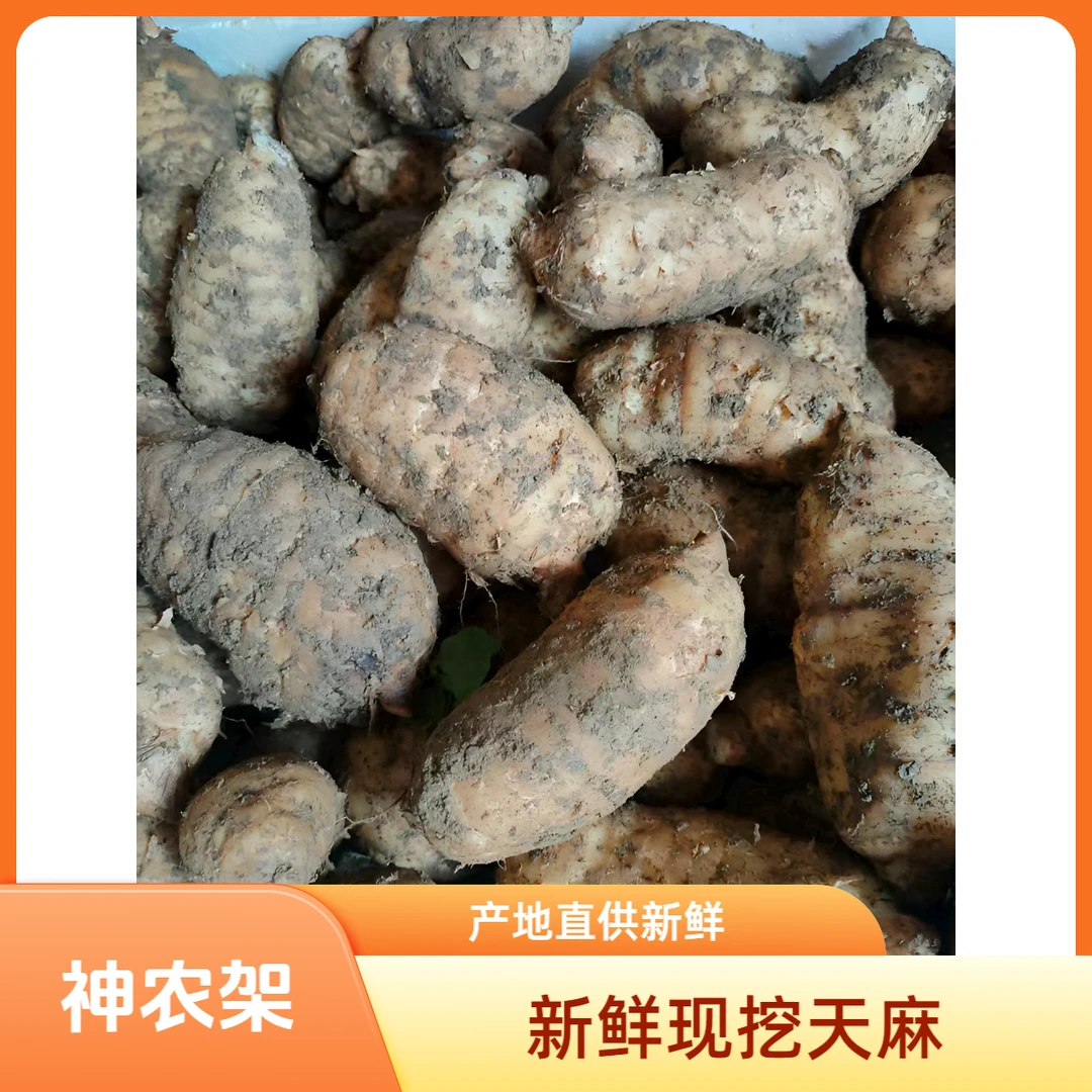 热卖正宗湖北神农架湿天麻新鲜带泥发货野生种植天麻煲汤新鲜天麻