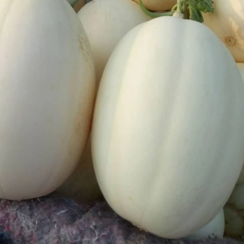 【懒瓜王甜瓜种子】白色甜瓜皮薄肉香农家瓜果蔬菜种子