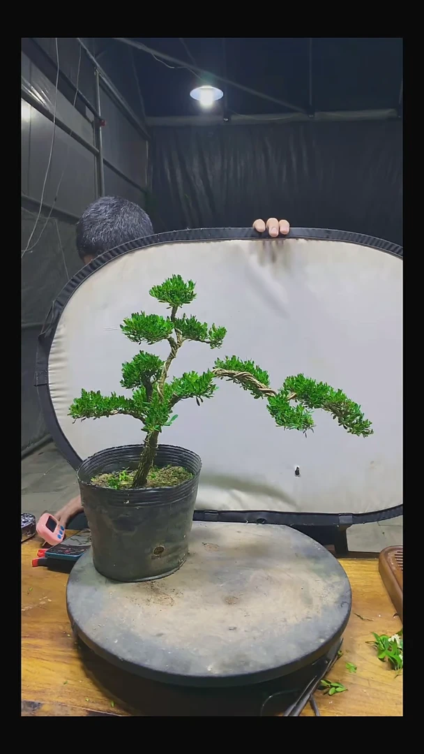 无花朵冷**风111111111111