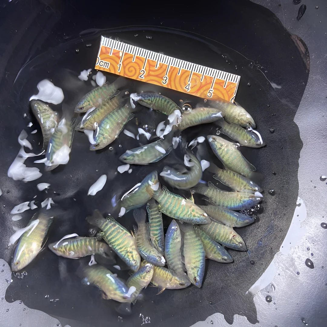 中国斗蓝叉苗长尾蓝叉改良蓝叉双直爆针冷水鱼免打氧免过滤观赏鱼