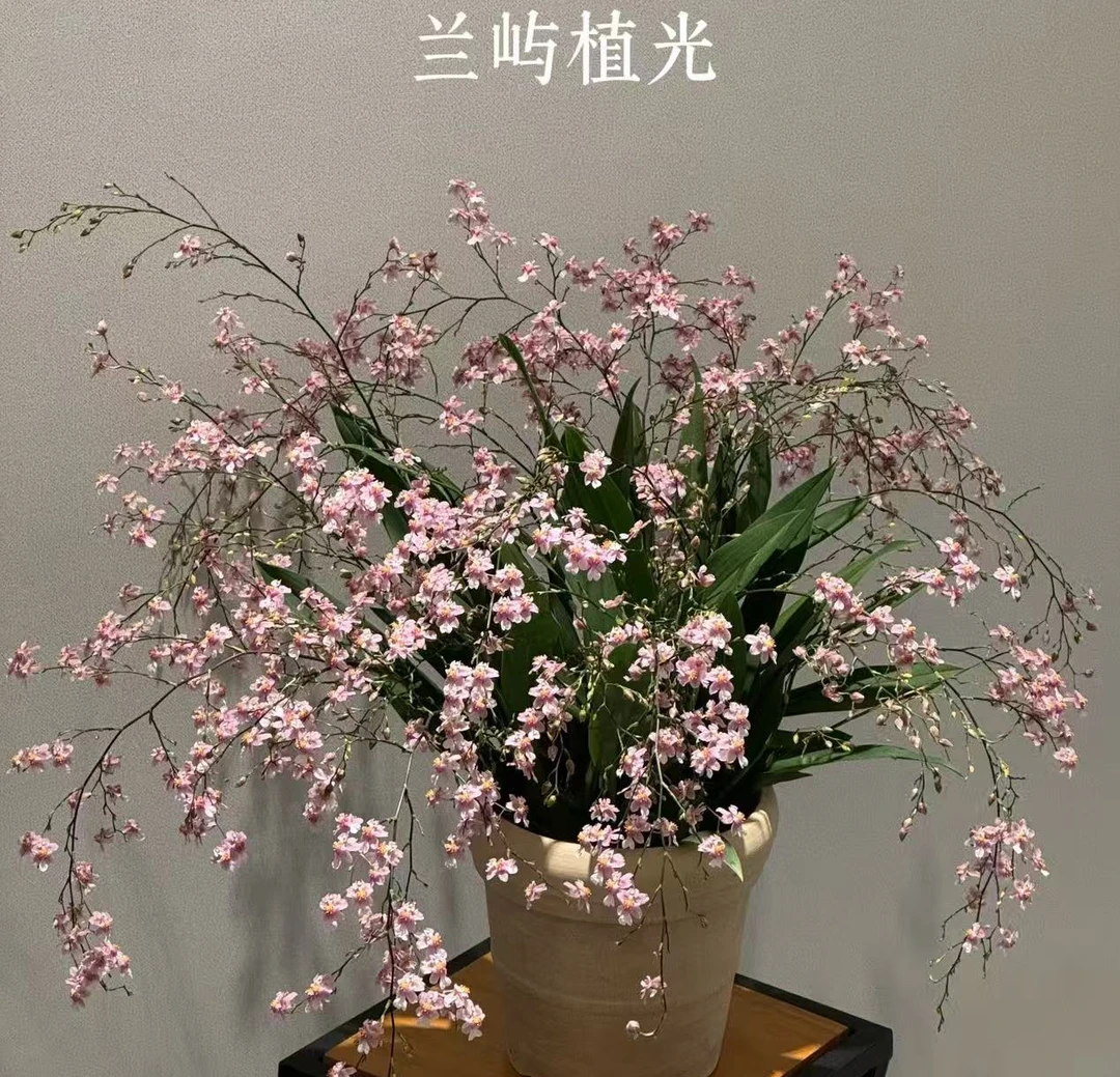 粉梦香 樱花粉（光宗）保底5-6支花剑 文心兰花卉盆栽有香味