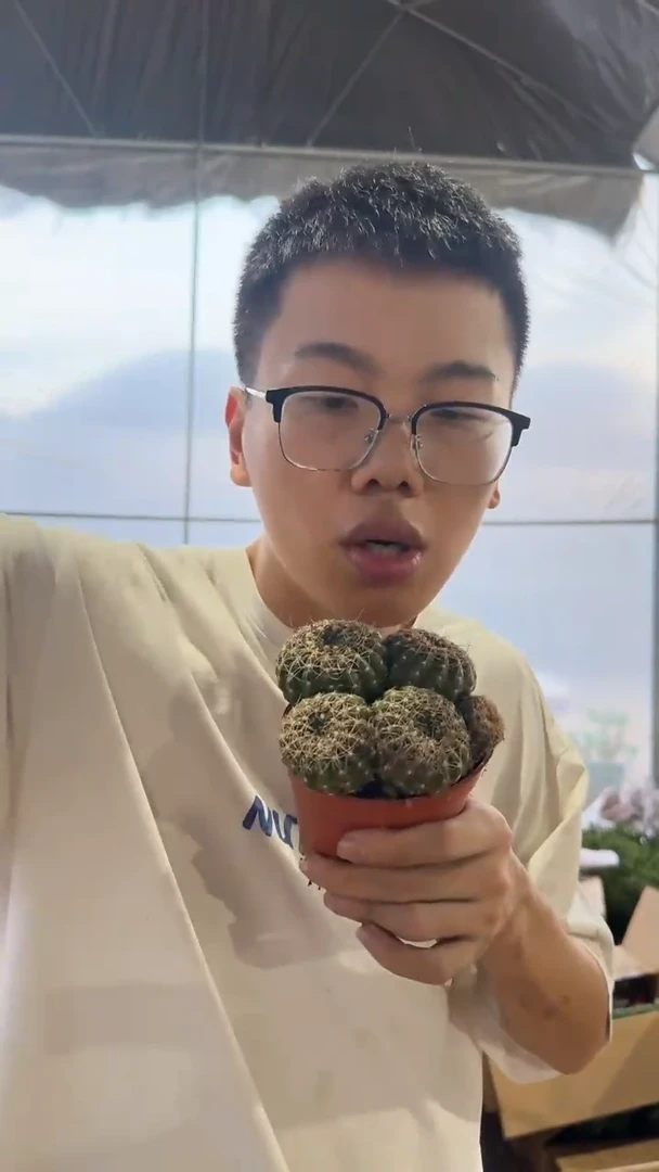 实生根 多头 眩美玉