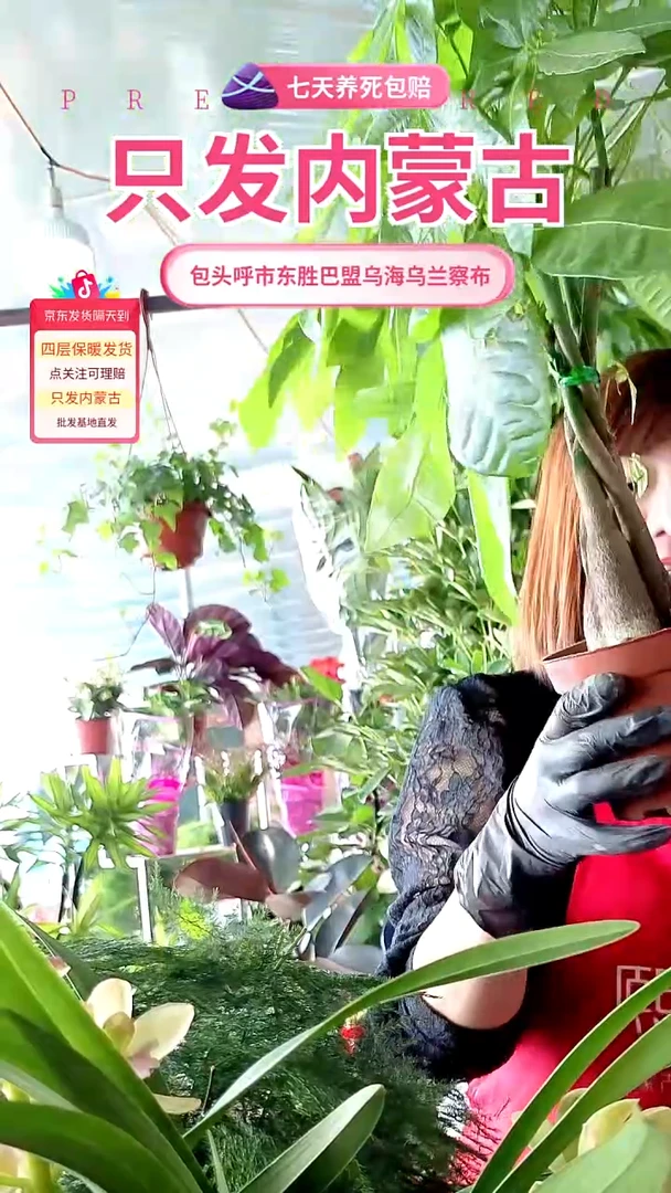 完全开放土培辫子发财树