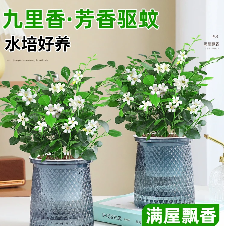 【卉羡】【九里香】小盆栽两盆15-20cm水培适合阳台庭院四季桌面绿植