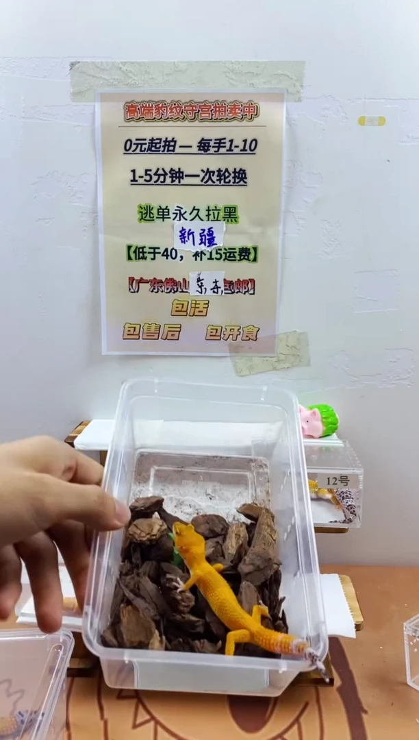豹纹守宫豹纹守宫幼苗亚成体成体肥尾