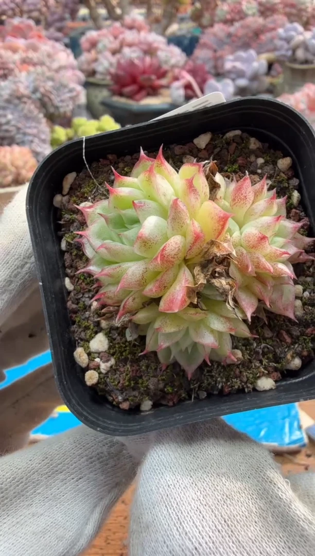 东云多肉园二店-504