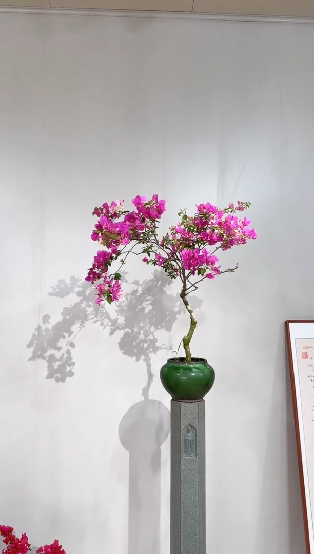 【闪购商品】盆景洋红公主