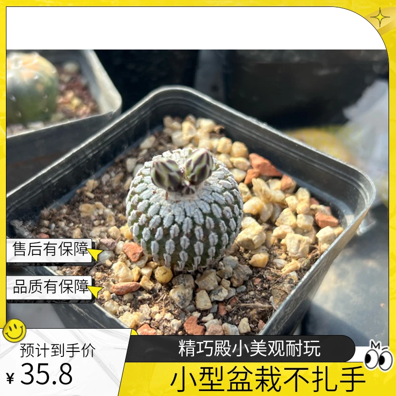 精巧殿 仙人球 稀有开花小型娇丽属 趴刺不扎手仙人掌桌面小盆栽