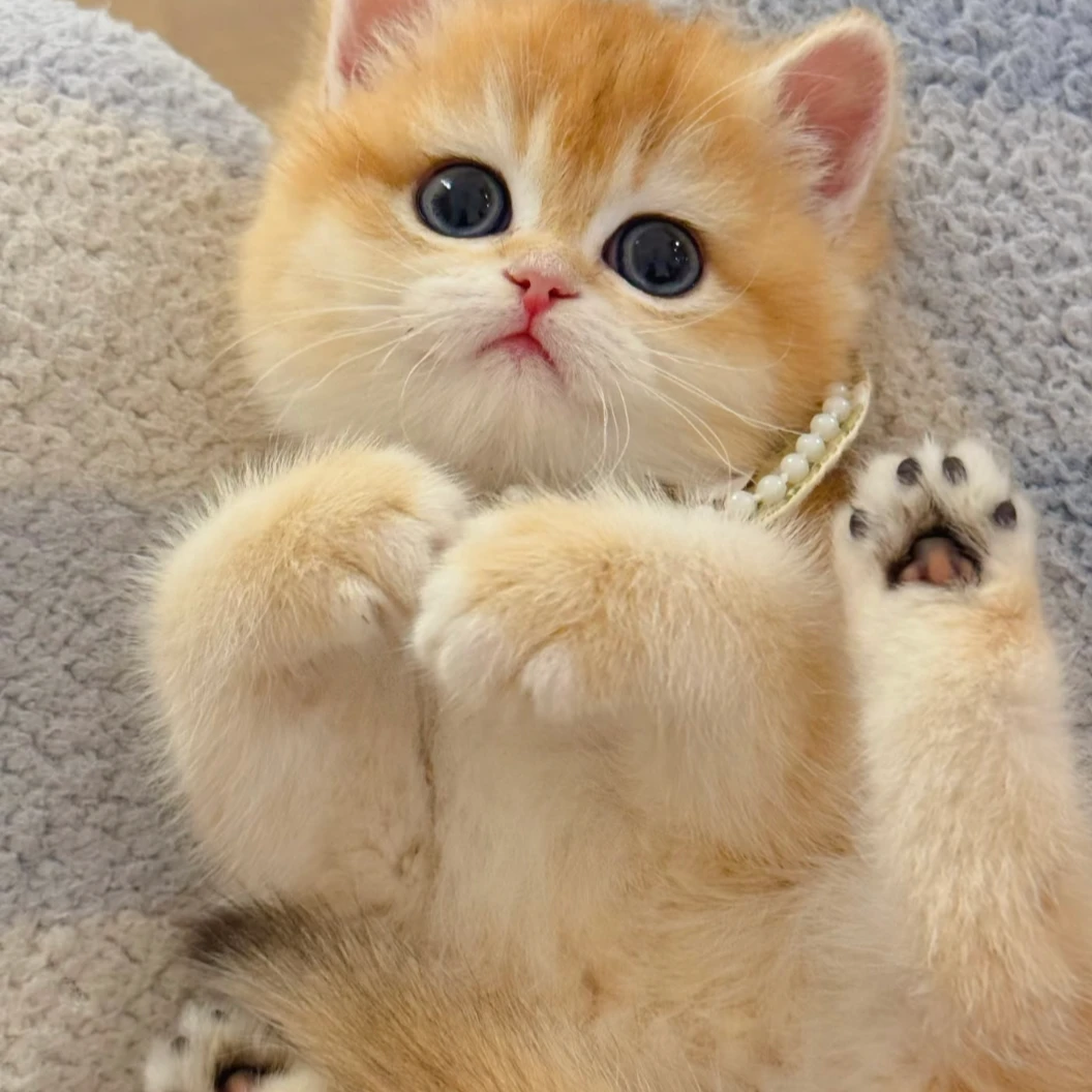 【喵司令】超可爱金渐层猫猫的专属宠物链接