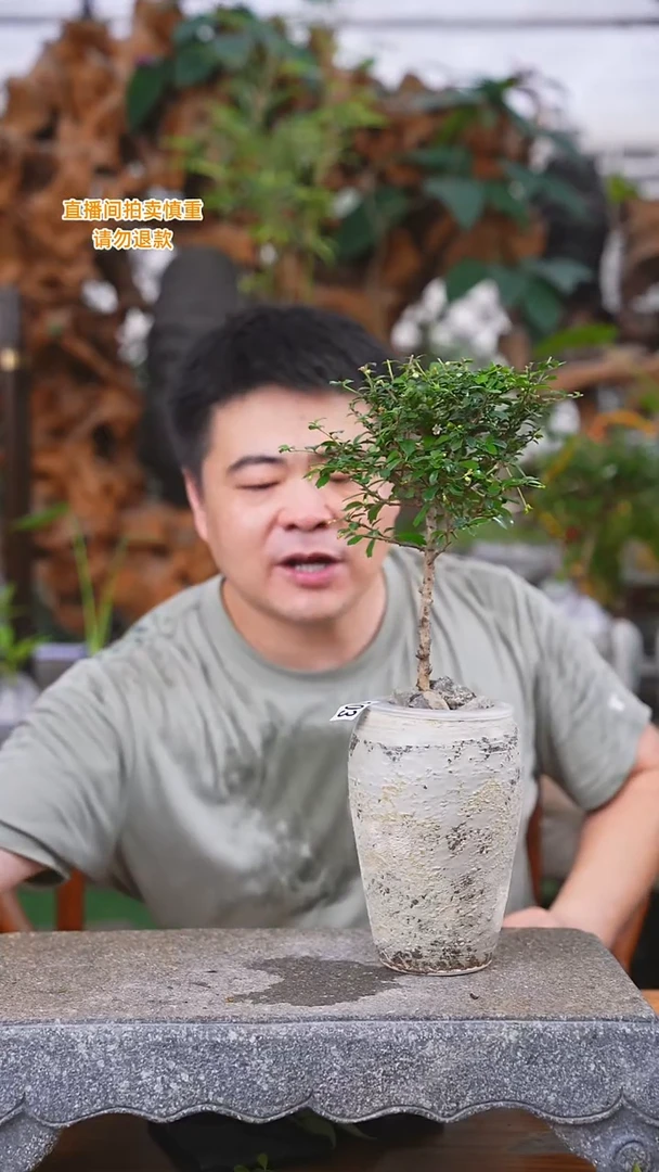 当前无花栽培后可以开花103福建茶+