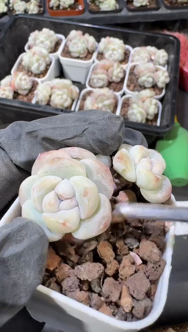 【闪购商品】16号到手2棵江北多肉一物一拍