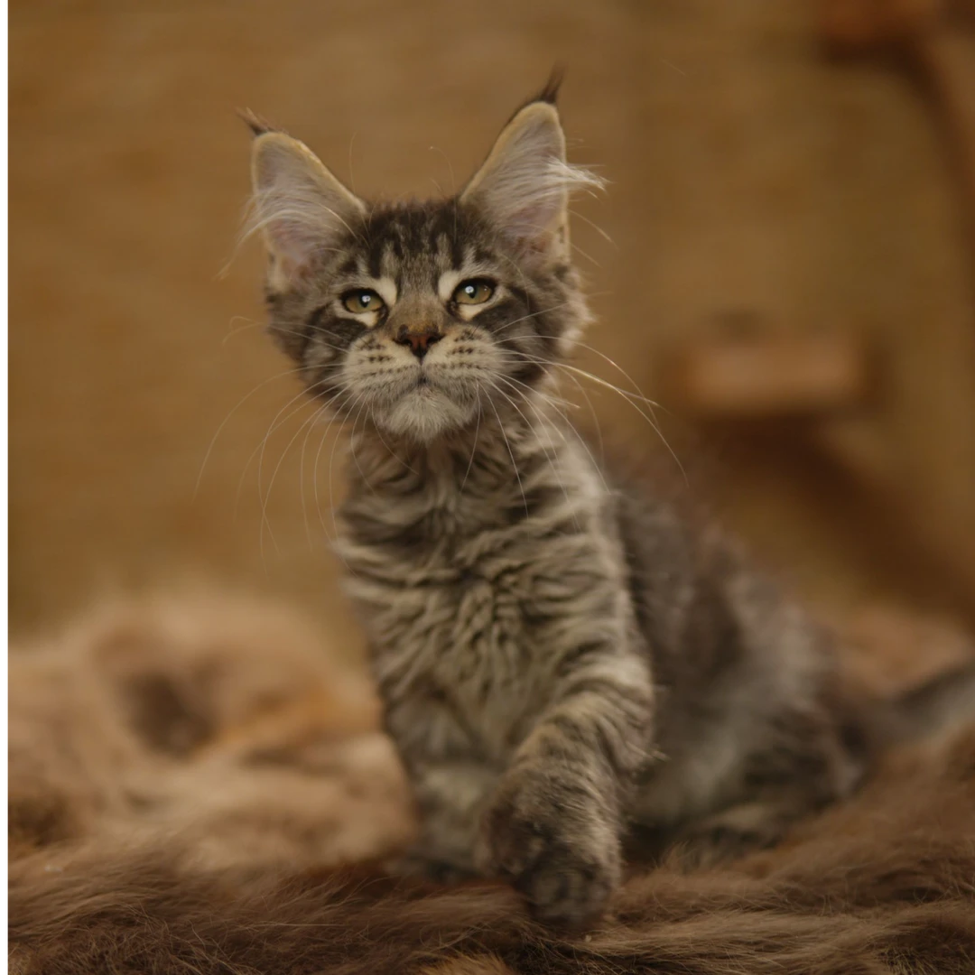 缅因猫活体棕虎大脚妹妹