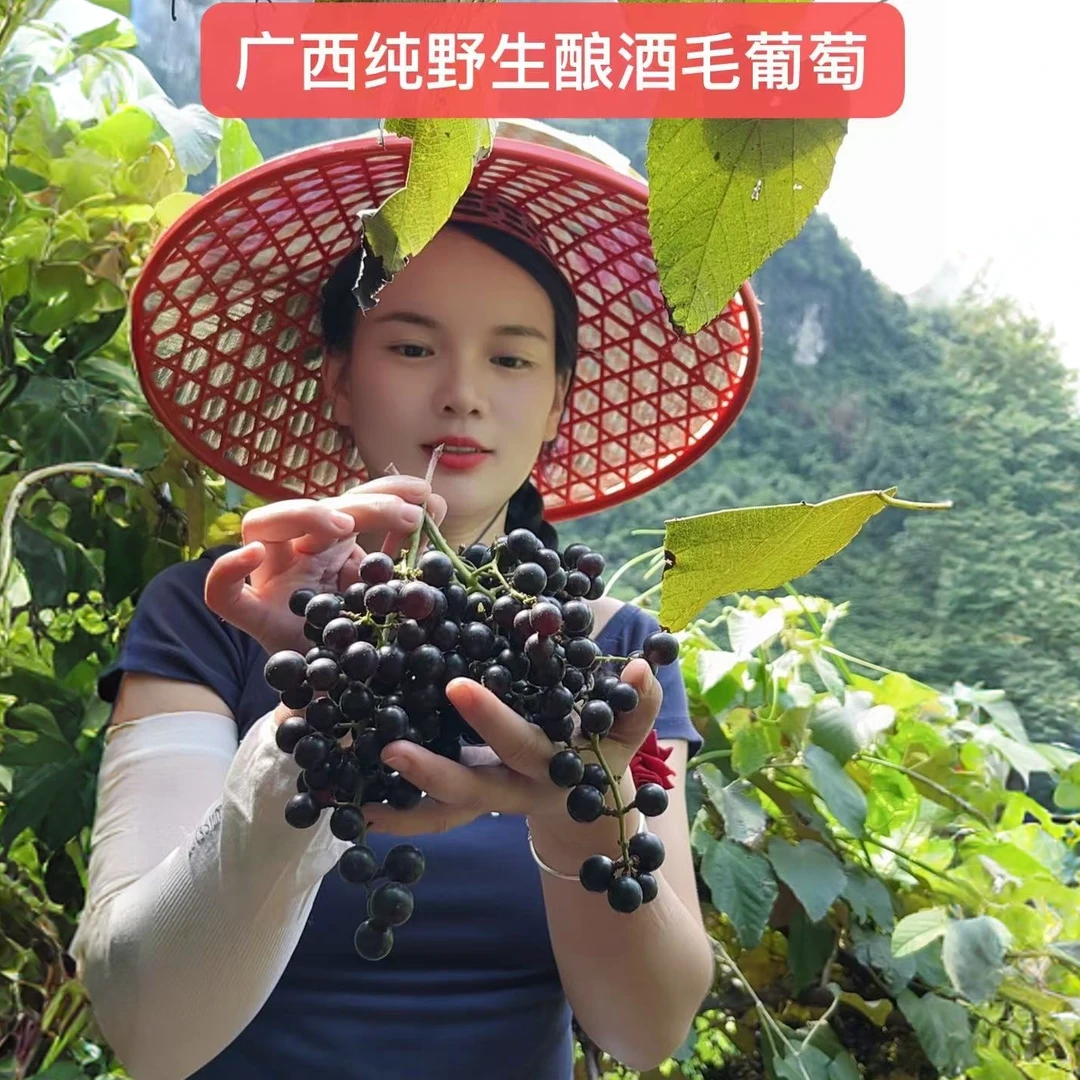 广西纯野生无嫁接毛葡萄酿酒葡萄顺丰包邮
