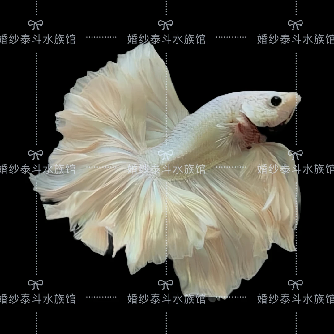 A13（289-312）精选泰国斗鱼小型桌面观赏鱼水族宠物鱼-直播间选鱼