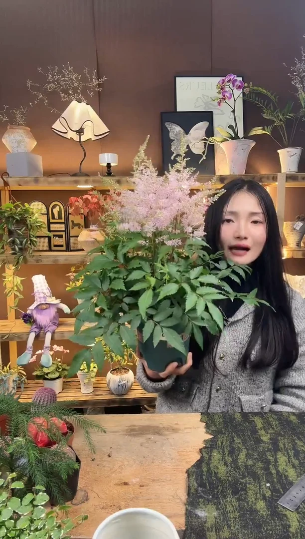 无花朵络新妇育苗盆095