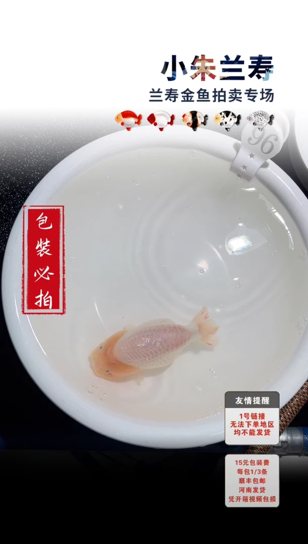 金鱼包装必拍未拍顺丰到付96号