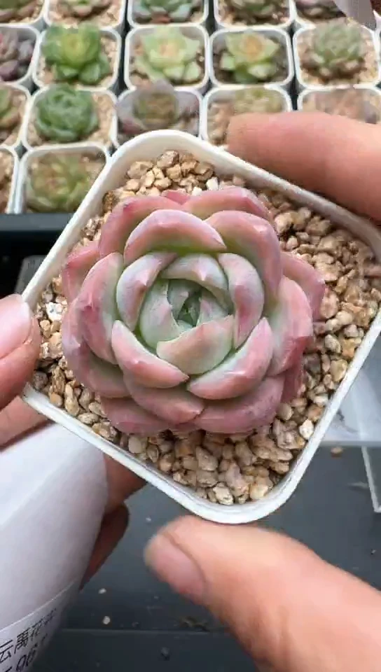 960F云禹多肉植物 默认脱土纸巾打包 3颗包邮