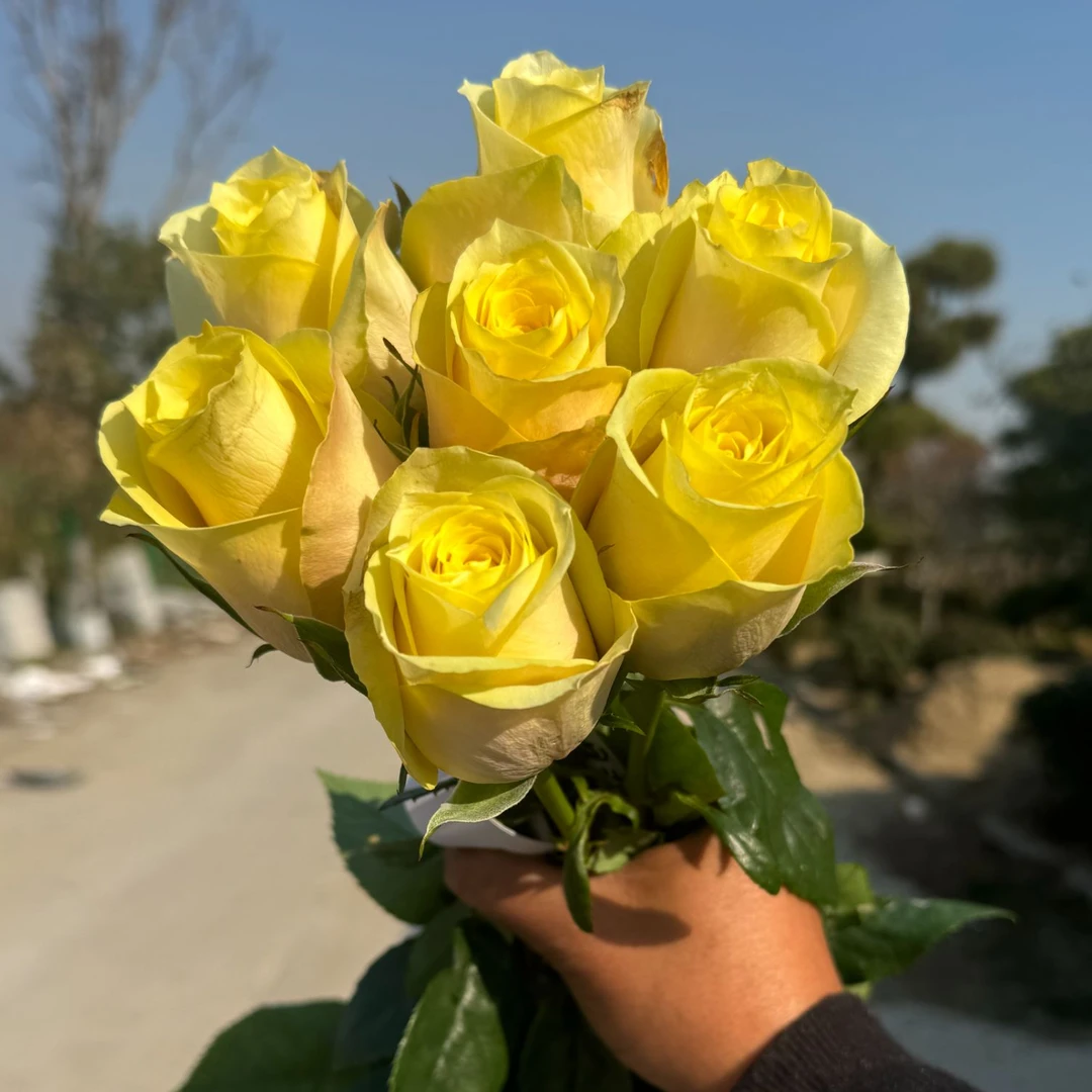 予Ta玫瑰  国庆 购花狂欢  直播间链接