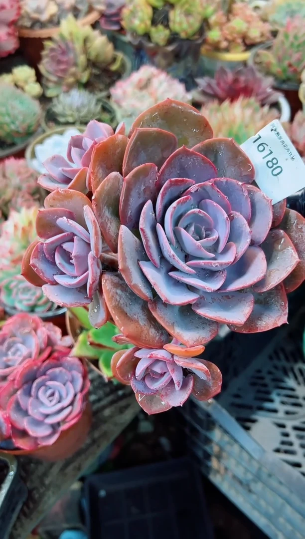 小*明阿迷洲多肉花16180