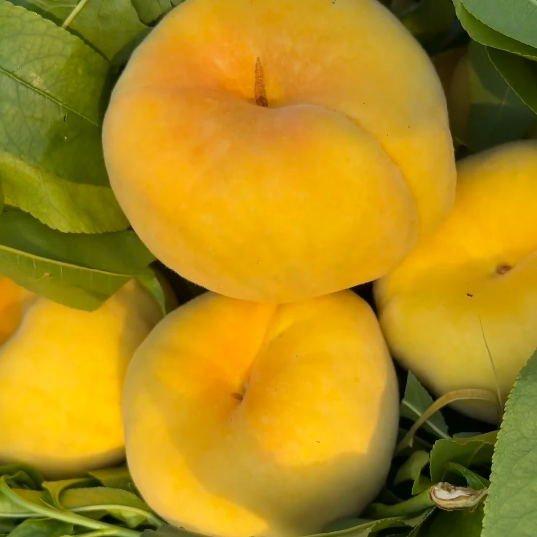 拍3斤送1.5斤到手4.5斤净重山东蒙阴彩虹毛蟠桃脆软两吃蜜桃山东省