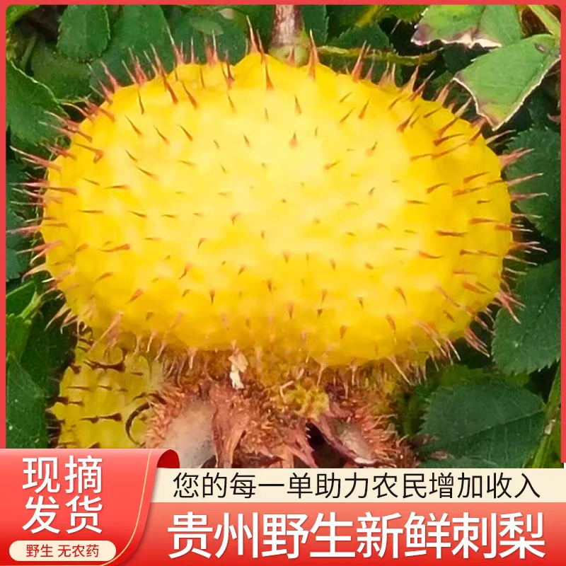 25年贵州特产刺梨鲜果干果晒干泡酒泡水天刺力产地金刺梨鲜果野生