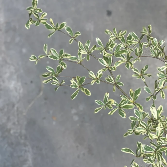 【拾花拾木】小叶榄仁 云南鲜花