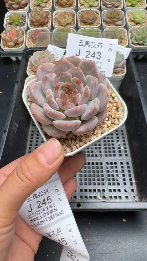 243J云禹多肉植物 带盆土纸巾打包 当天拍3颗包邮