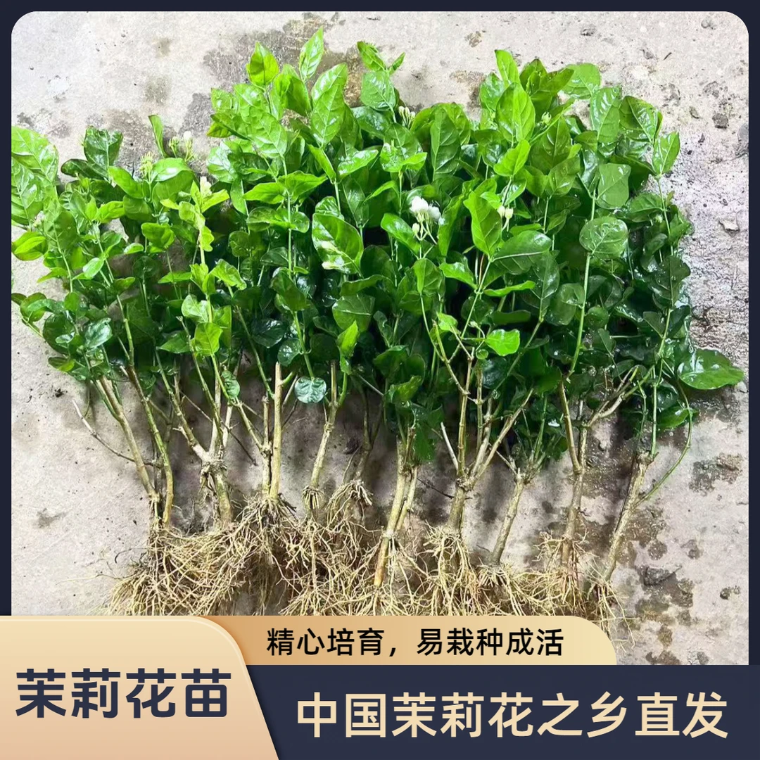横县重瓣香水茉莉花苗盆栽室内外种植四季开花浓香驱蚊绿植带花苞