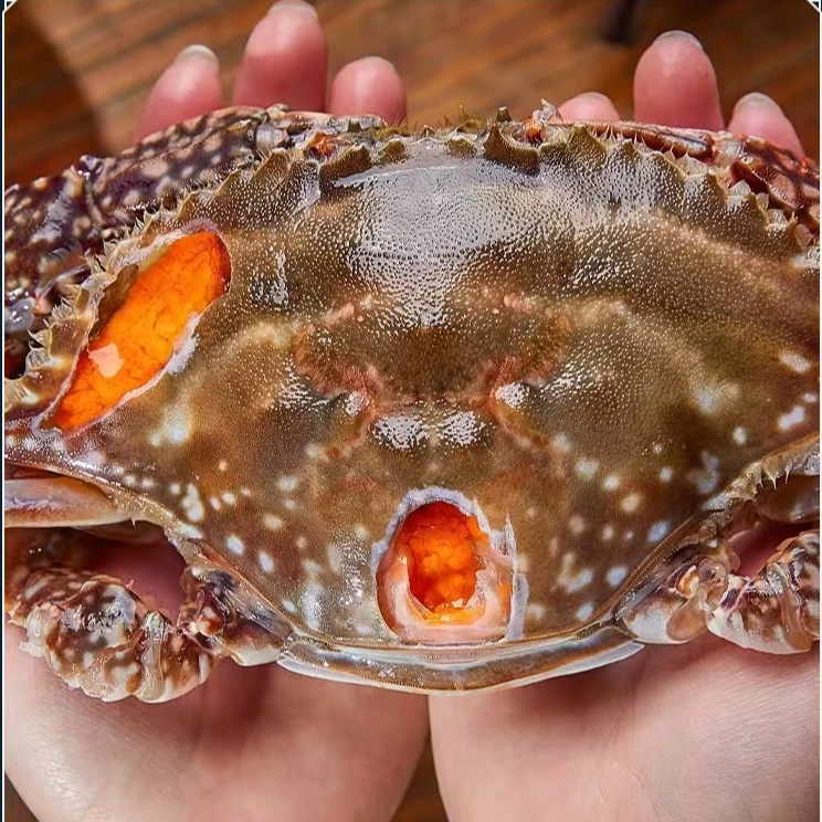 红膏呛蟹舟山呛蟹螃蟹蟹黄宁波特产舟山厂家直供咸蟹炝蟹即食生鲜