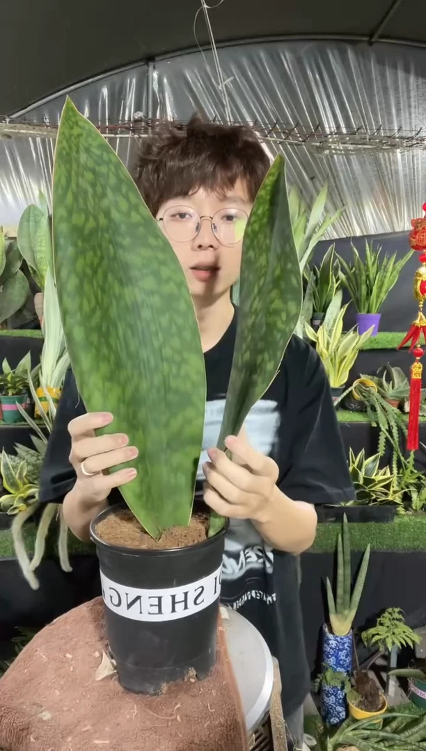 【闪购商品】翡翠宝镜带盆28.8